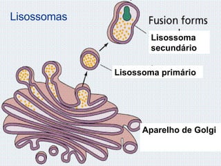 Lisossoma primário Lisossoma secundário Aparelho de Golgi Lisossomas 