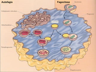 Autofagia Fagocitose 