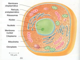 Membrana   citoplasmática Retículo   endoplasmático Ribossomas  Membrana   nuclear Núcleo  Nucléolo  Citoplasma  Mitocôndria  Cloroplasto  