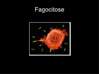 Fagocitose 