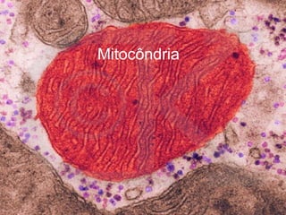 Mitocôndria 