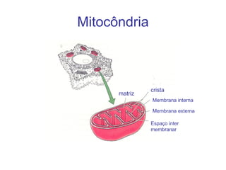 Mitocôndria crista matriz Membrana interna Membrana externa Espaço inter membranar 