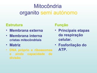 Mitocôndria  organito  semi autónomo Estrutura Membrana externa  Membrana interna  cristas mitocôndriais Matriz   DNA próprio e ribossomas e ainda capacidade de divisão Função Principais etapas da respiração celular. Fosforilação do ATP. 