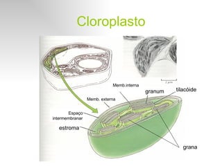 Cloroplasto tilacóide estroma Espaço intermembranar Memb.interna granum Memb. externa grana 