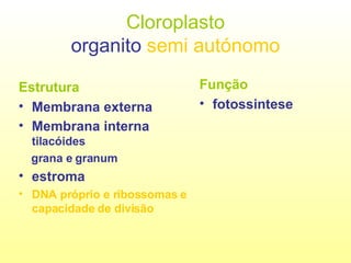 Cloroplasto organito  semi autónomo Estrutura Membrana externa  Membrana interna  tilacóides grana e granum estroma   DNA próprio e ribossomas e capacidade de divisão Função fotossintese 