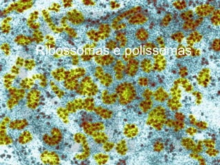 Ribossomas e polissomas 