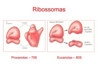 Ribossomas Procariotas – 70S  Eucariotas – 80S 