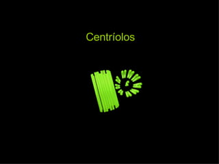 Centríolos 