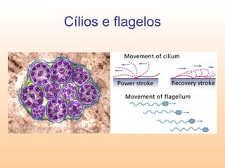 Cílios e flagelos 
