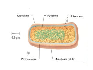 Nucleóide Citoplasma  Ribossomas  Parede celular  Membrana celular 