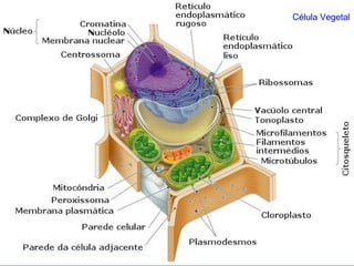 Célula Vegetal 