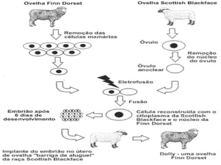 A História da Célula Em 1590 Jansen inventou o microscópio, 75 anos mais tarde Robert Hook fazendo uso deste introduziu o termo "célula".   No decorrer dos anos 1838 e 1839 Schleiden e Schwann enunciaram a "teoria celular“. Knoll e Ruska em 1933 inventaram o microscópio electrónico que possibilitou visualizar a unidade estrutural e funcional da célula. Todas estas invenções e teorias vieram culminar com uma das maiores criações jamais conseguidas pelo o Homem em 1996 nasce o primeiro animal clonado a ovelha "Dolly“. 