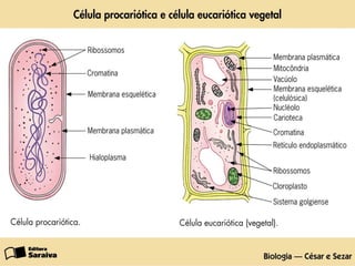 A importância da Célula na estrutura dos seres vivos A célula é a unidade básica da vida de todos os seres vivos, de cujo trabalho depende a própria vida. A célula é um sistema aberto. As células simples que não apresentam núcleo individualizado e perfeitamente organizado, são designadas por células procarióticas (por exemplo: bactérias e cianofíceas). As células que apresentam um núcleo completamente organizado e delimitado por um invólucro, chamam-se células eucarióticas.  