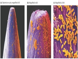 As Dimensões reduzidas da Célula O corpo humano adulto é formado por cerca de 10 triliões de células. A maioria das células têm cerca de um décimo do diâmetro de um fio de cabelo humano . O dedo mínimo do pé representa 2 a 3 biliões de células, dependendo do seu tamanho, em analogia considerando uma casa grande cheia de ervilhas, a casa corresponderia ao dedo mínimo do pé e as ervilhas às células. 