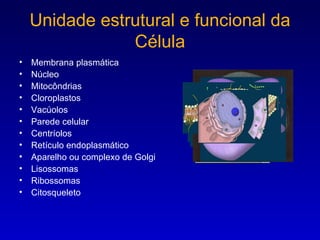 Unidade estrutural e funcional da Célula Membrana plasmática Núcleo Mitocôndrias Cloroplastos Vacúolos  Parede celular Centríolos  Retículo endoplasmático Aparelho ou complexo de Golgi Lisossomas  Ribossomas Citosqueleto   