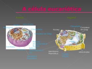 Animal Vegetal Núcleo Ribossomas Mitocôndria Retículo Endoplasmático Rugoso Lisossoma Centríolos Retículo Endoplasmático Liso Membrana Plasmática Citosqueleto Complexo de Golgi Vacúolo Complexo  de Golgi Cloroplasto Núcleo Membrana Plasmática Parede  Celular Mitocôndria 