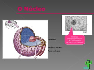 Local de armazenamento de DNA associado a proteínas (cromatina) voltar Poros   nucleares Invólucro   nuclear Cromatina Membrana externa Membrana interna 