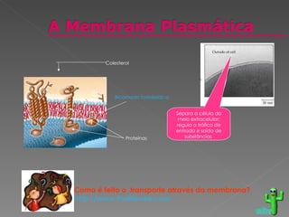 Separa a célula do meio extracelular; regula o tráfico de entrada e saída de substâncias  voltar Bicamada fosfolipídica Proteínas Colesterol Como é feito o  transporte através da membrana? http://www.thelifewire.com 