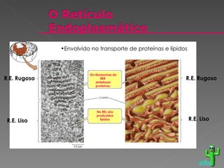 R.E. Rugoso R.E. Rugoso R.E. Liso R.E. Liso Os ribossomas do RER  sintetizam proteínas. No REL são produzidos lípidos voltar Envolvido no transporte de proteínas e lípidos . 