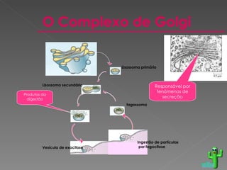 O Complexo de Golgi Responsável por fenómenos de secreção Produtos da digestão Lisossoma secundário Lisossoma primário fagossoma Vesícula de exocitose Ingestão de partículas por fagocitose voltar 