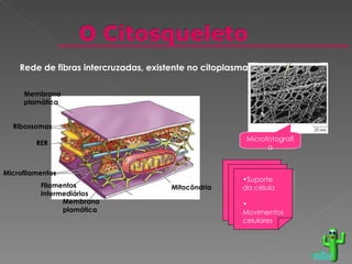 Microfotografia Suporte da célula Movimentos celulares voltar Rede de fibras intercruzadas, existente no citoplasma Mitocôndria Microfilamentos Microtúbulo Filamentos Intermediários RER Ribossomas Membrana plamática Membrana plamática 