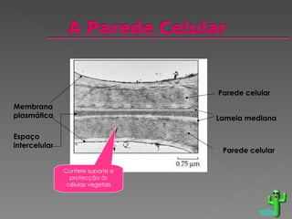 voltar Confere suporte e protecção às células vegetais Parede celular Lamela mediana Espaço intercelular Membrana plasmática Parede celular 