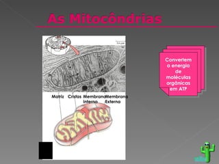 Convertem a energia de moléculas orgânicas em ATP voltar Matriz Cristas Membrana Interna Membrana Externa 