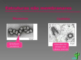 voltar Sintetizam proteínas Ribossomas Intervêm na  divisão das  células animais Centríolos 