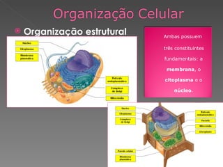 Organização estrutural  Ambas possuem três constituintes fundamentais: a  membrana , o  citoplasma  e o  núcleo . 