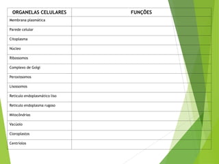 ORGANELAS CELULARES FUNÇÕES
Membrana plasmática
Parede celular
Citoplasma
Núcleo
Ribossomos
Complexo de Golgi
Peroxissomos
Lisossomos
Reticulo endoplasmático liso
Reticulo endoplasma rugoso
Mitocôndrias
Vacúolo
Cloroplastos
Centríolos
 