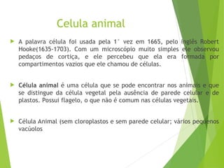 Celula animal
 A palavra célula foi usada pela 1° vez em 1665, pelo inglês Robert
Hooke(1635-1703). Com um microscópio muito simples ele observou
pedaços de cortiça, e ele percebeu que ela era formada por
compartimentos vazios que ele chamou de células.
 Célula animal é uma célula que se pode encontrar nos animais e que
se distingue da célula vegetal pela ausência de parede celular e de
plastos. Possui flagelo, o que não é comum nas células vegetais.
 Célula Animal (sem cloroplastos e sem parede celular; vários pequenos
vacúolos
 
