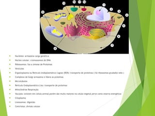  Nucléolo: armazena carga genética
 Núcleo celular: cromossomos do DNA
 Ribossomos: faz a síntese de Proteínas
 Vesículas
 Ergastoplasma ou Retículo endoplasmático rugoso (RER): transporte de proteínas ( há ribossomos grudados nele )
 Complexo de Golgi armazena e libera as proteínas
 Microtúbulos
 Retículo Endoplasmático Liso: transporte de proteínas
 Mitocôndrias Respiração
 Vacúolo: existem em celula animal,porém são muito maiores na celula vegetal,serve como reserva energética
 Citoplasma
 Lisossomas: digestão
 Centríolos: divisão celular
 