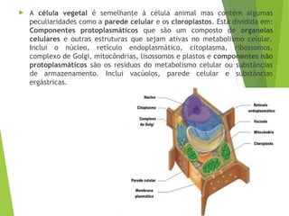  A célula vegetal é semelhante à célula animal mas contém algumas
peculiaridades como a parede celular e os cloroplastos. Está dividida em:
Componentes protoplasmáticos que são um composto de organelas
celulares e outras estruturas que sejam ativas no metabolismo celular.
Inclui o núcleo, retículo endoplasmático, citoplasma, ribossomos,
complexo de Golgi, mitocôndrias, lisossomos e plastos e componentes não
protoplasmáticos são os resíduos do metabolismo celular ou substâncias
de armazenamento. Inclui vacúolos, parede celular e substâncias
ergástricas.
 