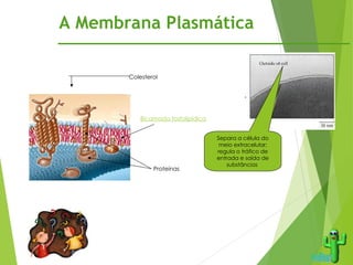 A Membrana Plasmática
Separa a célula do
meio extracelular;
regula o tráfico de
entrada e saída de
substâncias
Bicamada fosfolipídica
Proteínas
Colesterol
 