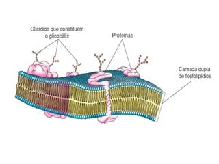 MEMBRANA PLASMÁTICA
 