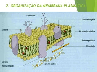 2. ORGANIZAÇÃO DA MEMBRANA PLASMÁTICA
 