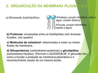 2. ORGANIZAÇÃO DA MEMBRANA PLASMÁTICA
a) Bicamada fosfolipídica: Cabeça: porção hidrofílica ( atrai a
água- contém fósforo)
Cauda: porção hidrofóbica
(repele a água)
b) Proteínas: encaixadas entre os fosfolipídios com diversas
funções. (ver quadro)
c) Moléculas de colesterol: relacionadas a maior ou menor
fluidez da membrana.
d) Glicoproteínas (carboidratos+proteínas) e glicolipídios
(carboidratos+lipídios) formam o GLICOCÁLIX. O glicocálix tem
como a função a proteção da membrana plasmática e o
reconhecimento celular de um mesmo tecido.
 