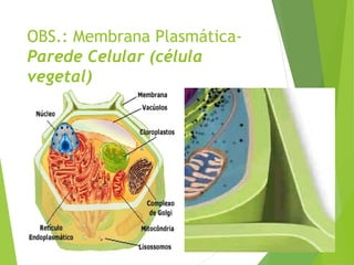 OBS.: Membrana Plasmática-
Parede Celular (célula
vegetal)
 