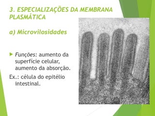3. ESPECIALIZAÇÕES DA MEMBRANA
PLASMÁTICA
a) Microvilosidades
 Funções: aumento da
superfície celular,
aumento da absorção.
Ex.: célula do epitélio
intestinal.
 