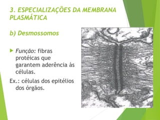 3. ESPECIALIZAÇÕES DA MEMBRANA
PLASMÁTICA
b) Desmossomos
 Função: fibras
protéicas que
garantem aderência às
células.
Ex.: células dos epitélios
dos órgãos.
 