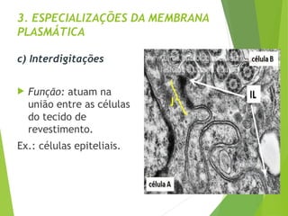 3. ESPECIALIZAÇÕES DA MEMBRANA
PLASMÁTICA
c) Interdigitações
 Função: atuam na
união entre as células
do tecido de
revestimento.
Ex.: células epiteliais.
 