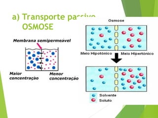 a) Transporte passivo
OSMOSE
 