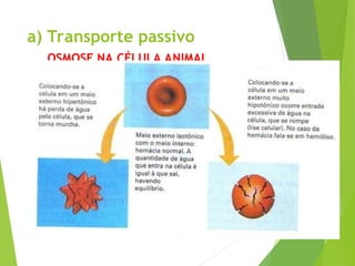 a) Transporte passivo
OSMOSE NA CÉLULA ANIMAL
(HEMÁCIAS)
 