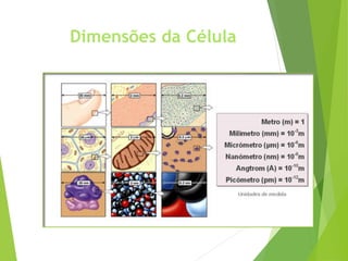 Dimensões da Célula
 