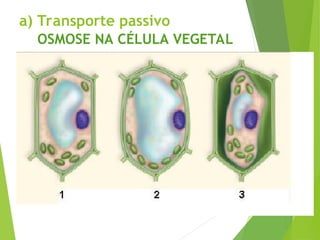 a) Transporte passivo
OSMOSE NA CÉLULA VEGETAL
 