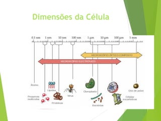 Dimensões da Célula
 