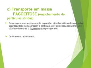 c) Transporte em massa
FAGOCITOSE (englobamento de
partículas sólidas)
 Processo em que a célula emite expansões citoplasmáticas denominadas
pseudópodes; estes abraçam a partícula a ser englobada (geralmente é
sólida) e forma-se o fagossomo (corpo ingerido);
 Defesa e nutrição celular.
 