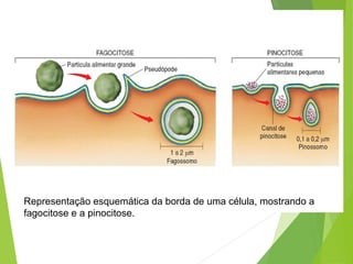 Membrana Plasmática-
Transporte Celular- T. Q.:
FAGOCITOSE E PINOCITOSE
Representação esquemática da borda de uma célula, mostrando a
fagocitose e a pinocitose.
 