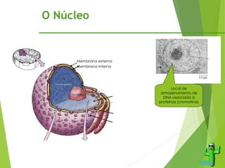 O Núcleo
Local de
armazenamento de
DNA associado a
proteínas (cromatina)
Poros nucleares
Invólucro nuclear
Cromatina
Membrana externa
Membrana interna
 