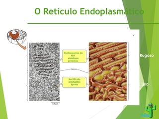 O Retículo Endoplasmático
R.E. Rugoso R.E. Rugoso
R.E. Liso R.E. Liso
Os ribossomas do
RER
sintetizam
proteínas.
No REL são
produzidos
lípidos
•Envolvido no transporte de proteínas e lípidos.
 